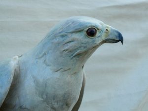 Gyr Falcon